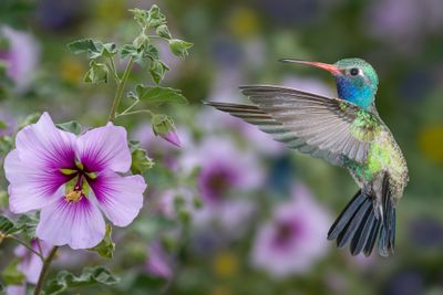Broadbill Hummingbird at Tree Mallow.jpg