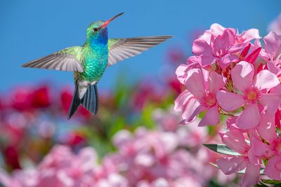 Broadbill Hummingbird hovers above an Oleander Bush.jpg