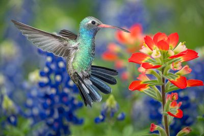 Broadbill Hummingbird in Paintbrush and Lupine.jpg