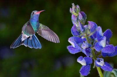 Broadbill Hummingbird Lupine Dew Drops 2.jpg
