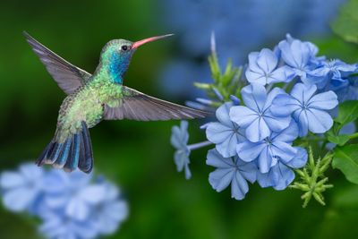 BroadBill Hummingbird with Blue Plumbago.jpg
