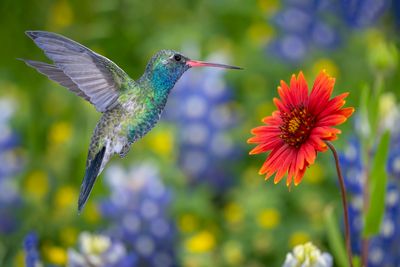 Broadbill Hummingbird with Indian Blanket and Lupine.jpg