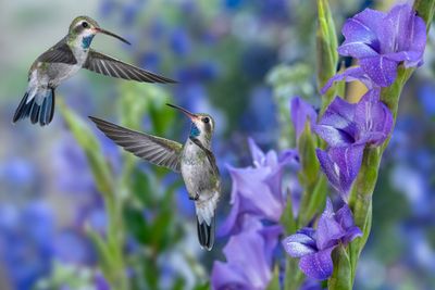 Broadbill Hummingbirds (adolescent) and Rainy Gladiolus.jpg