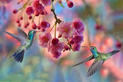 Broadbill Hummingbirds among Weeping Cherry Blossoms.jpg