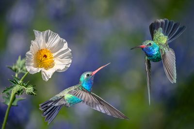 Broadbill Hummingbirds clash over an Icelandic Poppy.jpg