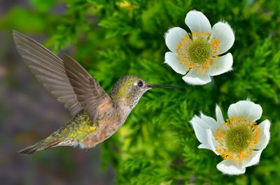 Broadtail Female Hummingbird at Pasque Flowers.jpg