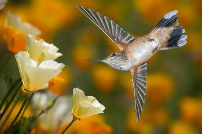 Broadtail Female Hummingbird with White California Poppies.jpg