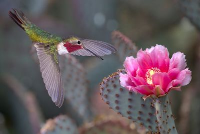 Broadtail Hummingbird  above Beavertail Cactus Blossom.jpg
