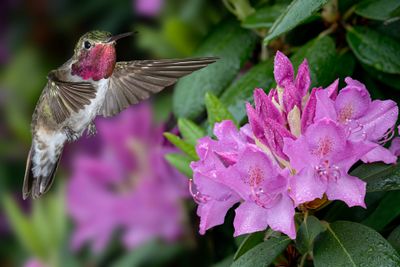 Broadtail Hummingbird above Pink Rhododendron.jpg