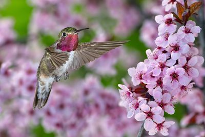 Broadtail Hummingbird and Cherry Blossoms.jpg
