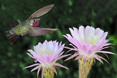 Broadtail Hummingbird and Echinopsis Easter Lilly Cactus.jpg