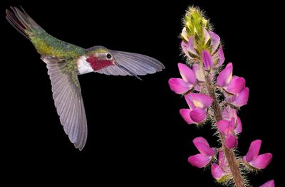 Broadtail Hummingbird and Lupine.jpg