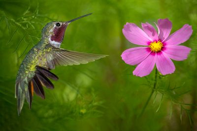 Broadtail Hummingbird and Pink Cosmos Blossom.jpg
