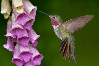 Broadtail Hummingbird and Rainy Foxglove Blossoms.jpg