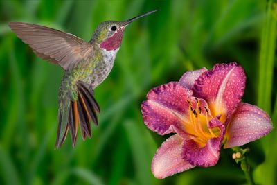 Broadtail Hummingbird and Rainy Purple Daylily.jpg