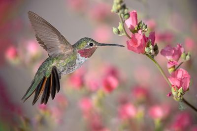 Broadtail Hummingbird at Apricot Globemallow.jpg