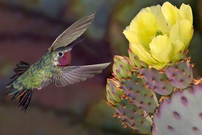 Broadtail Hummingbird at Santa Rita Prickly Pear.jpg