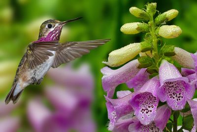 Calliope Hummingbird and Rainy Foxglove.jpg