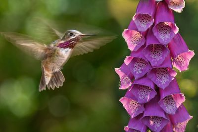 Calliope Hummingbird at backlit Foxglove.jpg