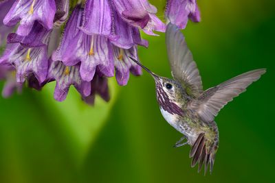 Calliope Hummingbird on Penstemon (Beardstongue).jpg