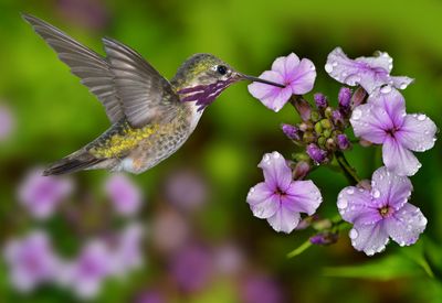 Calliope Hummingbird sipping Phlox nectar.jpg
