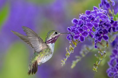 Calliope Hummingbird sipping Purple Duranta Blossom nectar.jpg