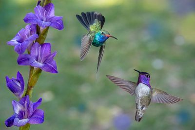 Costas and Broadbill Hummingbirds battle over Rainy Gladiolus.jpg