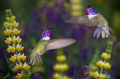 Costas Hummingbirds battle in Yelllow Lupine patch with Purple Vetch backdrop.jpg
