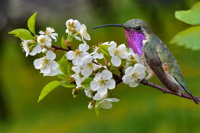 Lucifer Hummingbird sits on Blossoming Cherry branch.jpg