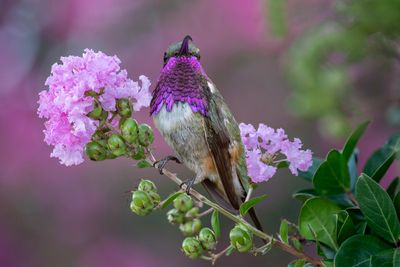 Lucifer Hummingbird with Myrtle Tree Blossoms.jpg