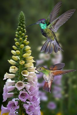 Magnificent and Berylline Hummingbirds and Blossoming Foxglove.jpg