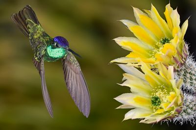 Magnificent Hummingbird and Dasycanthus HedgeHog Blossoms.jpg