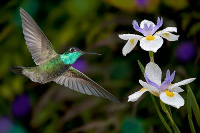 Magnificent Hummingbird and Fortnight Lilly (African Iris).jpg