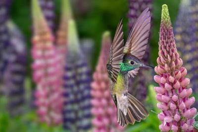 Magnificent Hummingbird and Rainy Multi-Colored Lupine.jpg