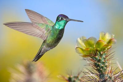 Magnificent Hummingbird and Red Cholla Cactus Blossom.jpg