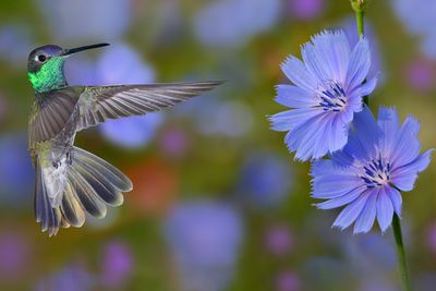 Magnificent Hummingbird at Blue Chicory.jpg
