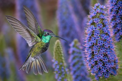 Magnificent Hummingbird at Pride of Madeira.jpg