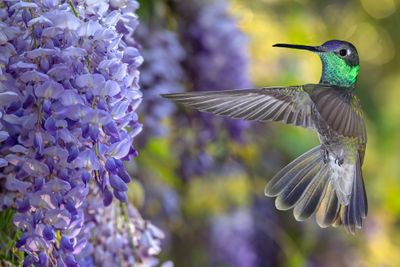 Magnificent Hummingbird hovers at Wisteria Blossoms.jpg