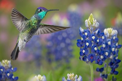 Magnificent Hummingbird in Lupine, Paintbrush and Phlox.jpg