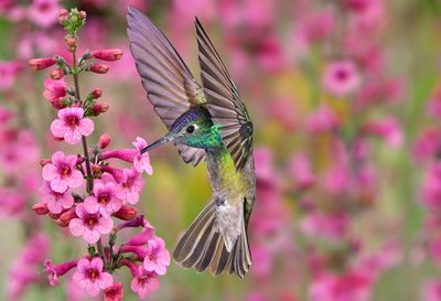 Magnificent Hummingbird sipping Perrys Pentsemon nectar.jpg