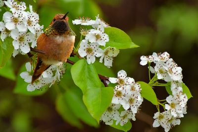 Roufus Hummingbird and Pear Blossoms.jpg