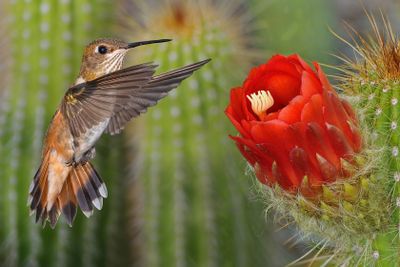Rufous Female Hummingbird and Red Torch Cactus Blossom.jpg