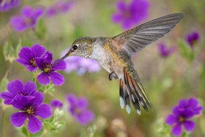 Rufous Female Hummingbird and wild Geraniums.jpg