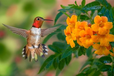 Rufous Hummingbird and Chinese Trumpet Vine with Raindrops.jpg