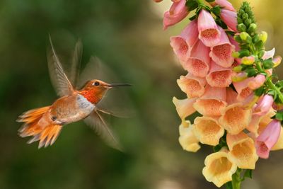 Rufous Hummingbird and Foxglove Blossoms.jpg