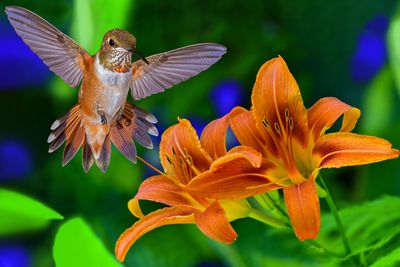 Rufous Hummingbird and Orange Lillies.jpg