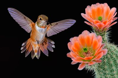 Rufous Hummingbird with Claret Cup Blossoms.jpg