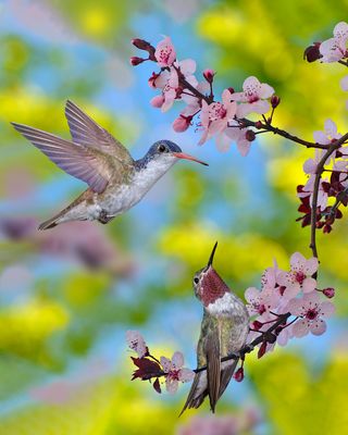 Violet Crowned and Broadtail Hummingbirds at Blossoming Cherry Tree.jpg