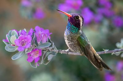 Hummingbirds 2024