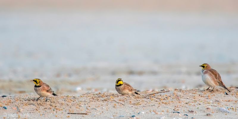 Shore Lark - Strandleeuwerik - Eremophila alpestris